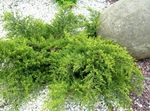 foto Le piante ornamentali Ginepro, Sabina (Juniperus), verde