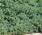Fil Dekorativa Växter Enbär, Sabina (Juniperus), ljusblå