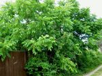 φωτογραφία Διακοσμητικά φυτά Καρύδι (Juglans), πράσινος