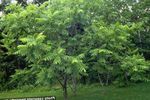 fotografie Dekoratívne rastliny Vlašský Orech (Juglans), zelená