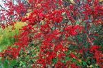 Foto Dekorative Pflanzen Stechpalme, Schwarzerle, Amerikanische Holly (Ilex), rot