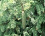 Douglasie, Oregon Pine, Rottanne, Gelb Tanne, Fichte Falsch