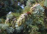 フォト 観賞植物 ダグラスファー、米松、赤モミ、黄色のモミ、偽トウヒ (Pseudotsuga), 銀色
