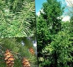 フォト 観賞植物 ダグラスファー、米松、赤モミ、黄色のモミ、偽トウヒ (Pseudotsuga), 緑色