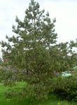 Foto Dekoratīvie Augi Priede (Pinus), zaļš