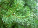 სურათი დეკორატიული მცენარეები ფიჭვის (Pinus), მწვანე