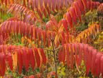 φωτογραφία Διακοσμητικά φυτά Τίγρη Μάτια Σουμάκ, Staghorn Σουμάκι, Βελούδο Σουμάκι (Rhus typhina), κόκκινος