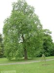 Foto Prydplanter Cottonwood, Poppel (Populus), lysegrøn