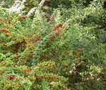 Nuotrauka Dekoratyviniai Augalai Raugerškis, Japonų Raugerškio (Berberis thunbergii), žalias