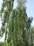 fotografie Dekorativní rostliny Bříza (Betula), zelená