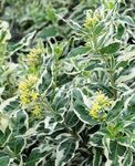 foto Le piante ornamentali Sud Cespuglio Caprifoglio, Montagna Cespuglio Caprifoglio (Diervilla), variegato