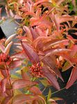 fotografie Dekorativní rostliny Jižní Bush Zimolez, Horská Bush Zimolez (Diervilla), tmavě-zelená