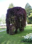 Fil Dekorativa Växter Gemensamma Bok, Europeiska Bok (Fagus sylvatica), vinous