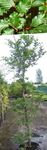 fotografie Dekorativní rostliny Buk Lesní (Fagus sylvatica), zelená