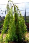 Fil Dekorativa Växter Sumpcypress (Taxodium distichum), ljus-grön