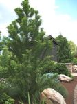 Nuotrauka Dekoratyviniai Augalai Plikas Cypress (Taxodium distichum), žalias