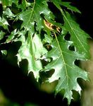 fénykép Dísznövény Tölgy (Quercus), sötétzöld