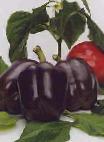 Photo des poivres l'espèce Fiolet F1