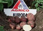 Photo Potatoes grade Kuroda 
