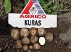 foto La patata la cultivar Kuras 