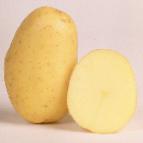 Photo Potatoes grade Nora
