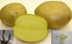 Photo Potatoes grade Meteor