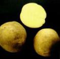 Foto Kartoffeln klasse Arkhideya