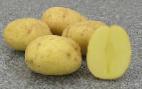 foto La patata la cultivar Opal