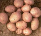 Photo Potatoes grade Ryabinushka