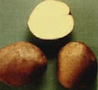 foto La patata la cultivar Suzore