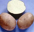 foto La patata la cultivar Blakit