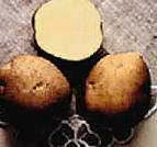 Photo Potatoes grade Atlant
