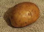 Photo Potatoes grade Zagadka