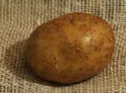 Foto Kartoffeln klasse Dnipryanka