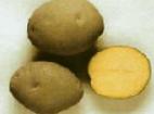 foto La patata la cultivar Krinica