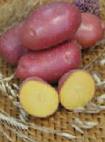 Foto Kartoffeln klasse Rozara