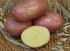 Photo Potatoes grade Aroza