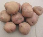foto La patata la cultivar Bryanskijj nadezhnyjj
