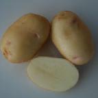 Foto Krumpir kultivar Nevskijj