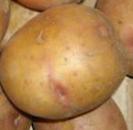 Photo Potatoes grade Zhukovskijj rannijj