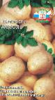 foto La patata la cultivar Assol