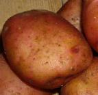 Photo Potatoes grade Ilinskijj