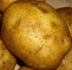 foto La patata la cultivar Golubizna