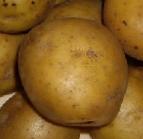 Foto Kartoffeln klasse Timo