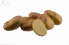 Photo Potatoes grade Pikasso