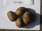 foto La patata la cultivar Germes