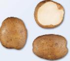 Photo Potatoes grade Kurazh