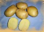 foto La patata la cultivar Briz
