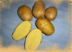 Foto Krumpir kultivar Lambada