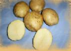 φωτογραφία Πατάτες ποικιλία Lileya